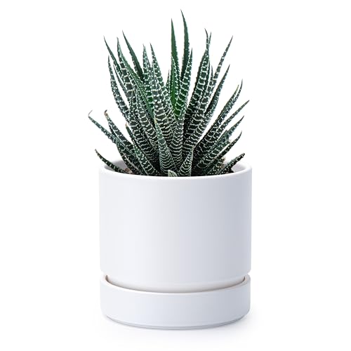 Phoenix Vine 4 Inch Planter