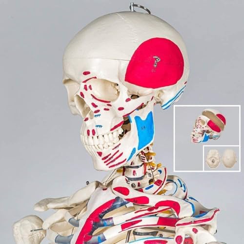 Modèle atomique du squelette humain Yysdh de 85cm de haute précision anatomique - 3