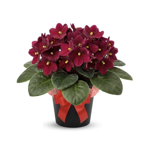 Red African Violets Live Plants House Plants in 4 Pot Vibrant Blooms for Indoor Dcor Home or Office Easy to Grow