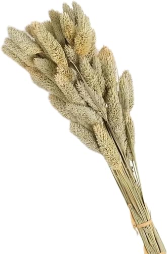 Ramo de flores secas 50 piezas beige para decoración miniatura 1