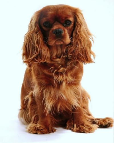 Renqidian Kit de Peinture Diamant Painting Adultes 5D Cavalier King Charles Spaniel Rond Diamond Painting Kit Complet, DIY Art Mosaique Maison Décoration...