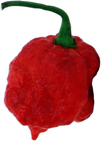 Trinidad Moruga Scorpion Seeds - 15 Count