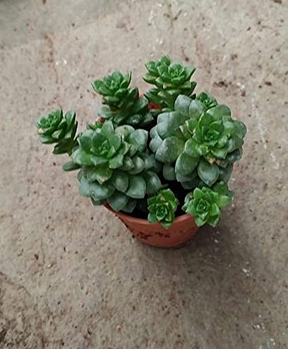 CAPPL Live Sedum Cremnosedum Little Gem Small Succulent Plants with Plastic pots (3 Live Succulent Plants) (B09FJMZRVF) Amazon Price History, Amazon Price Tracker