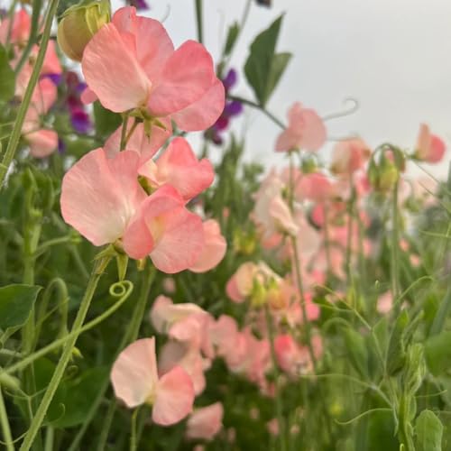 semi di pisello odoroso appesi, piselli odorosi per luoghi soleggiati di veccia resistenti da giardino roccioso resistenti ornamentali, decorazione, 700pcs