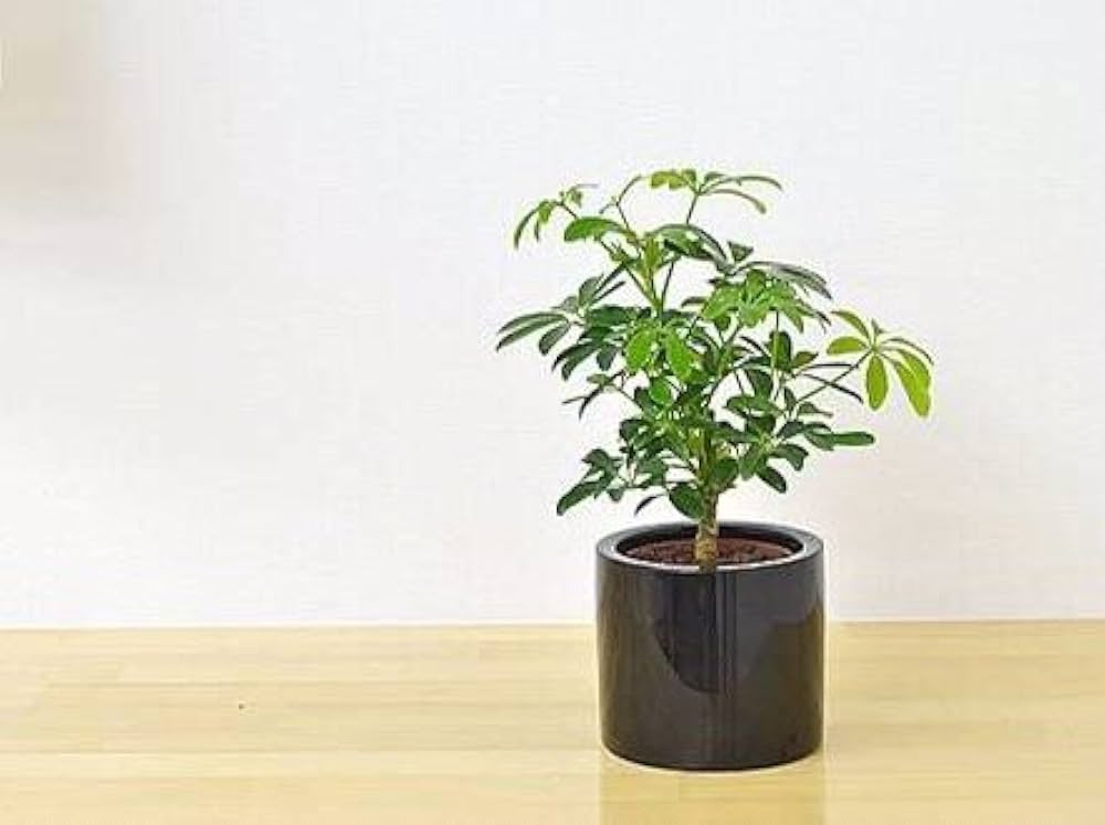 モリンガ　苗　２株　種　5粒 Amazon.co.jp: モリンガの苗 2株セット : DIY・工具・ガーデン