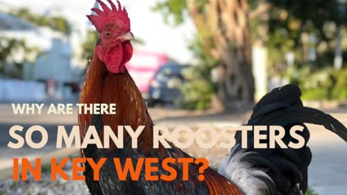 Why Are There So Many Roosters in Key West? The Wild, Historic Story