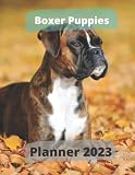 boxer puppies for sale ottawa  Boxer puppies Planner 2023