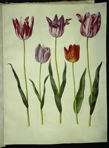 Cuadro de lienzos decorativos Tulipa Gesneriana de Holtzbecker para salón, 60x90cm