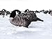 Dive Bomb Industries 1 Dozen V2F Flocked Sleeper Canada Silhouette Decoys