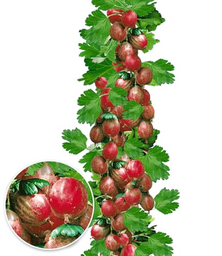 BALDUR Garten Rote Säulen-Stachelbeeren, 1 Pflanze, Ribes uva-crispa...