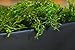 SuperMoss (25322) Forest Moss Preserved, Fresh Green, 8oz