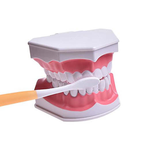 Miniatura 5 de Dental Dientes cepillado modelo para enseñanza educativo materiales Demo equipos con inferior extraíble dientes dentista herramienta