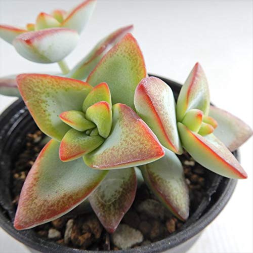 A hmNbX TX^[ A NbX 6cm|bg