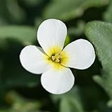 200 piezas comprar semillas cojín azul - Aubrieta cultorum - semillas de flores perennes resistentes, plantas de balcón resistentes semillas de plantas de cojín azul, regalos inusuales,