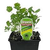 Hierba del Cilantro - Planta Natural - Hierba para Cocinar - Muy Aromática
