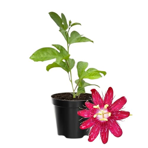 Red Passion Flower Live Plant AVERAR