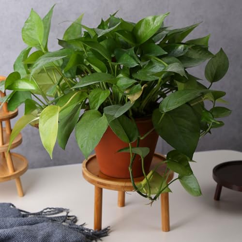 Image of balacoo Wooden Plant Stand Indoor Stackable Flowerpot Holder Display Stool for Succulents Bonsai Pot Pedestal Household Vase Stand 8.46 X 4.72 X 4.72 in for Home Decor
