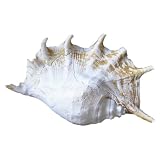 Big devil's claw - madness size 25 cm! -Decoration