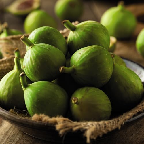 Green Fig Tree - Ficus Carica Deciduous Fruit Tree 5 Litre Pot x 1 by Thompson & Morgan