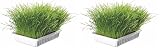 Trixie TX 4235 - Cat Grass Bowl, 100gr (Confezione da 2)...