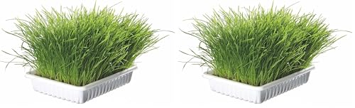 Trixie Hierba Gatos con Bandeja, 100 g (Paquete de 2)