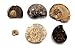 Ammonite, Nautilus & Goniatite Fossil Lot 17059