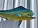 37 Inch Cow Dolphin Full Mount Fish Replica – Two-Sided Fiberglass Wall Decor for Indoor or Outdoor Display