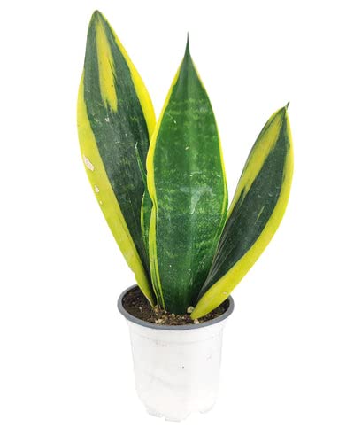 Snake Plant Sansevieria Gold Flame (4" Grower Pot) - Air-Purifying Houseplant - Easy To Care Houseplant For Beginners - Low Light Indoor Plant For Decoration #TOP1