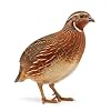 Undique Red Range Coturnix Quail Hatching Eggs (Count, 12)