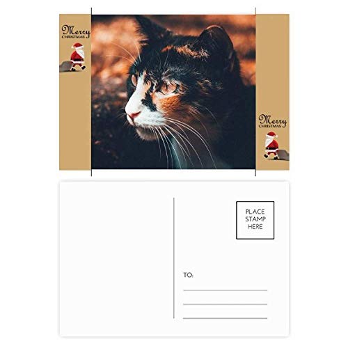 Cartes de remerciement chat lot de 20 de couleur marron pour vos courriers de fêtes