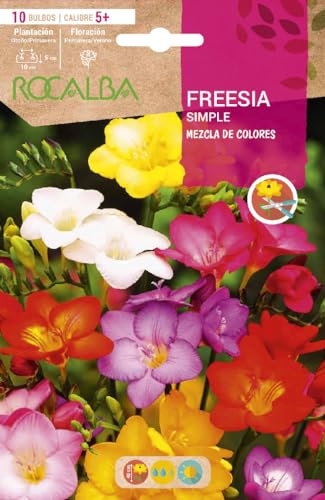 Bulbos de fresia variada (bolsa 10 bulbos)