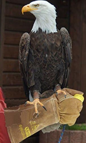 Animal Handling Gloves 35cm GAUNTLET LEATHER Kevlar DOG CAT BIRD REPTILE