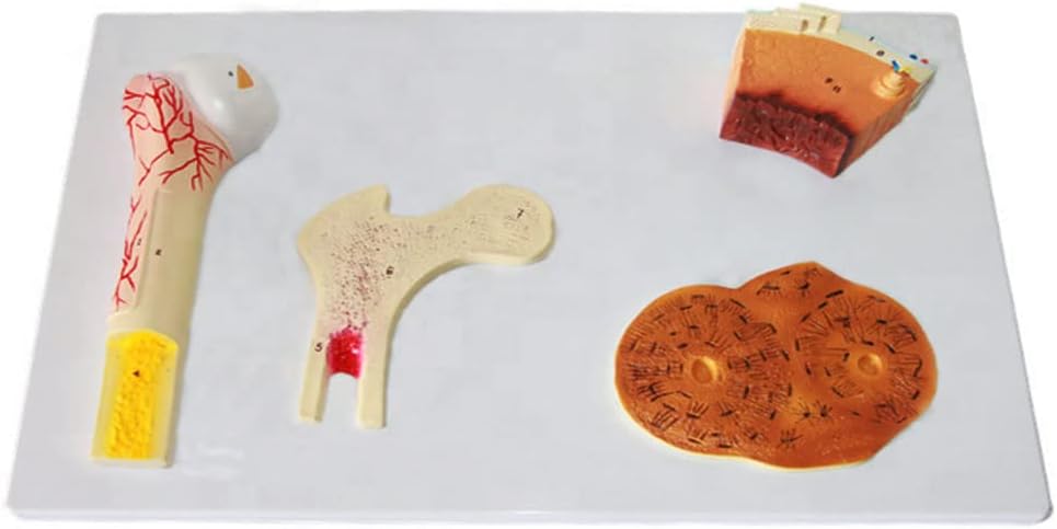 Bones Structure Model - Human Skeletal System Anatomy - Tissue Model of Bone,Vascular,Cancellous Bone, Dense Bone and Femur System -for Medical Educational Training Aid
