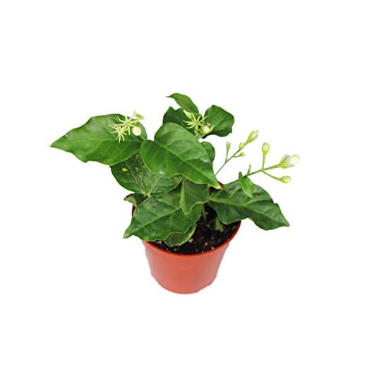 Arabian Jasmine Sambac - 4" from California Tropicals