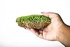 SuperMoss (21543) Mood Moss – Natural Moss for Home Decor, Terrariums, Floral Arrangements, and Craft Projects, 480 cu in, Preserved #1