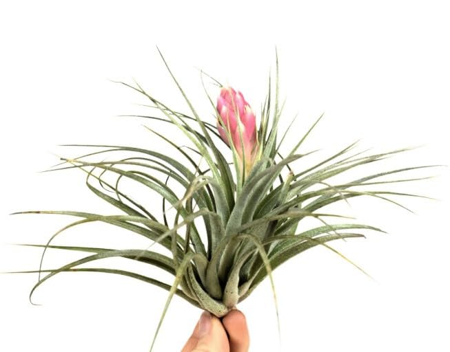 Large Tillandsia Houston Cotton Candy - Live Pink Flowering Epiphyte Air Plant-image-9