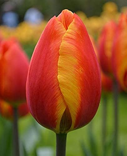 5PCS a Fioritura Tulip Bulbi Piantare Giardino Pianta Perenne Decorazione