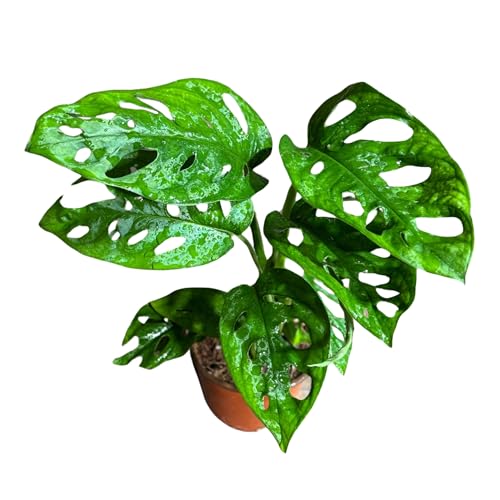 PLANTVERS Monstera Adansonii Swiss Cheese Plant in a 4" Nursery