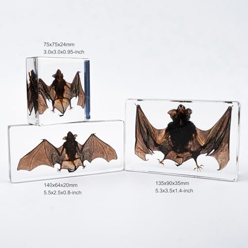 Image of Taxidermy Bat, Real Insect Bat Specimens in Resin for Closer-Look & Study in Safe Healthy Manner, Novelty Fun & Educational for Classroom Teaching, Home Office Decor (M: 3.0x3.0x1.0-inch)