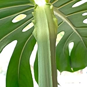 Guruji Plantation Monstera Mini Indoor Plant For Home and Garden with Pot (Pack of 1) (Mini Monstera Plant)