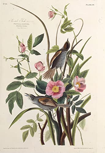Lienzo de el pinzón costero de John James Audubon en impresión fotográfica de alta calidad