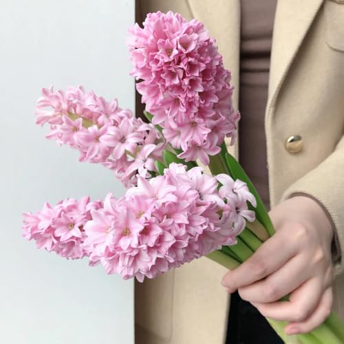 3bulbi di giacinti resistenti - resistenti, balconi decorazione, appartamento, mini giardino a primaverile