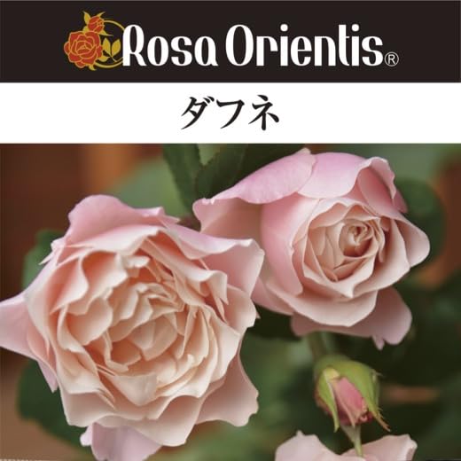 Amazon.co.jp: [ ダフネ バラ 新苗 4号鉢 ] バラ苗 鉢植え 薔薇 ばら