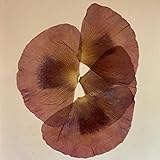 Seneca, Liv, and Crickets