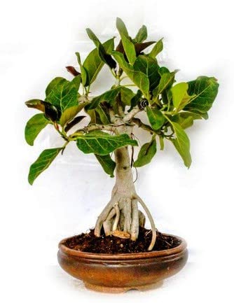 Platone_Sageretia PlantBargad/Banyan Bonsai Plant (B0B3XHMSRR) Amazon Price History, Amazon Price Tracker