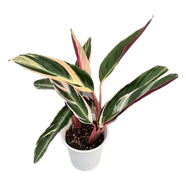 【美苗】激レア　ストロマンテ　トリオスター　斑入り　ゴマ斑　　抜き苗 ストロマンテ・トリオスター