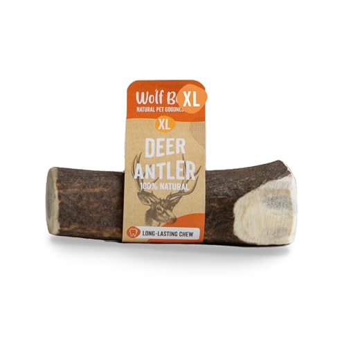 Wolf Belly - Corno di Cervo per Cani (Taglia XL) | Masticativi Naturali e Resistenti | Riduce Tartaro e Placca | Ricco di Calcio e Proteine | Allevia Stress e Ansia - Prodotto in Europa