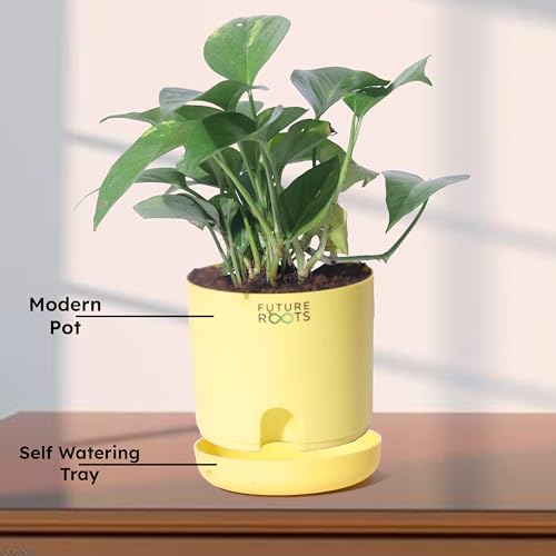 Image of Future Roots Good Luck Golden Money Plant with Self Watering Pot - Air Purifying Indoor Live Feng Shui Plant for Home, Living Room, Kitchen, Office Desk, Bedroom Decor (Yellow)