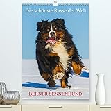 Die schönste Rasse der Welt - Berner Sennenhund (hochwertiger Premium Wandkalender 2024 DIN A2 hoch), Kunstdruck in Hochglanz