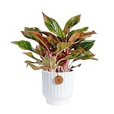 Costa Farms Chinese Evergreen, Easy to Grow Live Indoor Plant Aglaonema, Potted Houseplant in Cute Decor Pot, Everyday Gift for Mom, Wife, Daughter, Son Room Decor, 1 Foot Tall